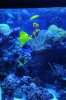 fish4.jpg