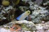 Jawfish.JPG