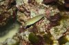Wrasse.JPG
