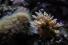 Misc Coral 2.JPG