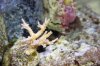 Misc Coral 3.JPG