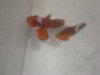 DSC01826.JPG