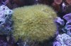 Yellow polyps.jpg