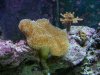 toadstool1008.jpg