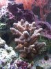 acroporia 002.jpg