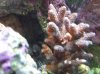 acroporia 003.jpg