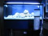 75 gallon reeftank new setup 017.jpg