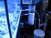 75 gallon reeftank new setup 005.jpg