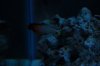 Fish6.jpg