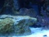 film on rock 1.jpg