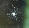 hydroid.jpg