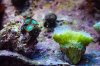 green zoas and a bleached frogspawn.jpg