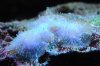 hairy mushrooms.jpg