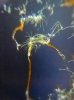 algae3.jpg