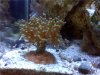 fish422c.jpg