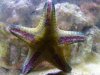 star02.jpg