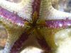 star04.jpg