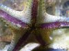 star05.jpg
