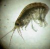 amphipod.jpg