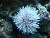 urchin.jpg