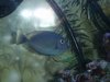 fish2.jpg