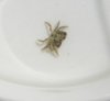 Small crab.JPG
