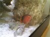 orange fish1.jpg