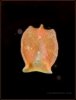 Red-planaria-8640.jpg