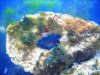 small anenome.jpg