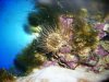 anenome.jpg