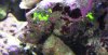 green seaweed.JPG