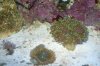 euphillia bicolor ricordea.jpg