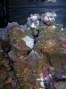 DSCN3689.jpg