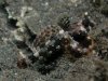 scooter blenny.jpg