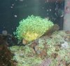 frogspawn.jpg
