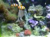mated Nem0s.jpg