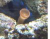 bleached coral w2.JPG
