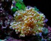 Frogspawn.jpg