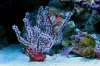 Gorgonia red.jpg