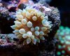 Bubble tip.jpg
