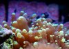 Torch macro-sm.jpg