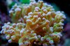 Frogspawn macro.jpg
