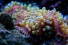 Bubble Mushroom macro.jpg