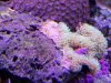 algae on gsp 1.jpg