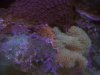 algae on gsp 2.jpg