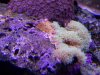 algae on gsp 3.jpg