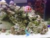 fish tank 3.jpg