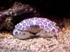 crab.jpg