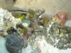 coral 1.jpg