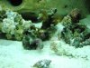 coral 2.jpg